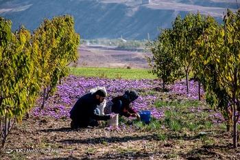 کشاورزی شهرستان زرند